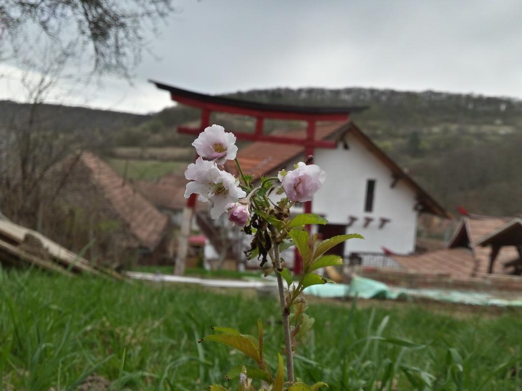 Casa Lily - Japanese Retreat Hotel Sighisoara Luaran gambar
