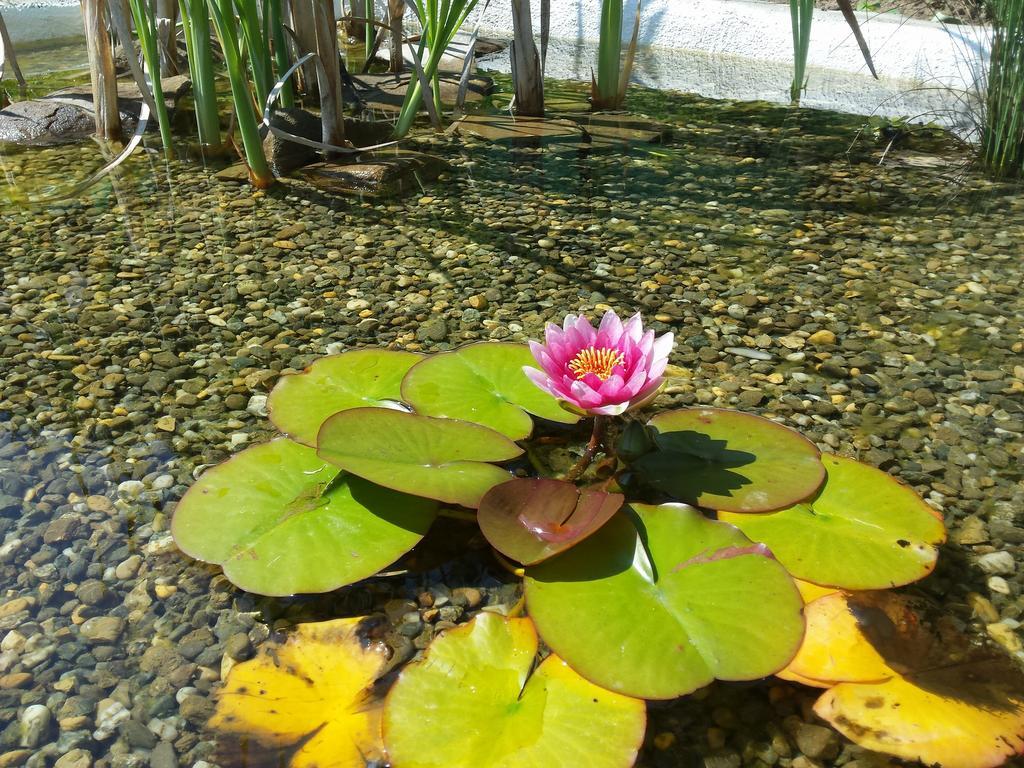 Casa Lily - Japanese Retreat Hotel Sighisoara Luaran gambar
