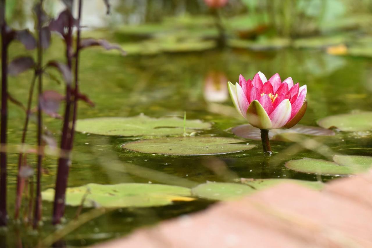 Casa Lily - Japanese Retreat Hotel Sighisoara Luaran gambar